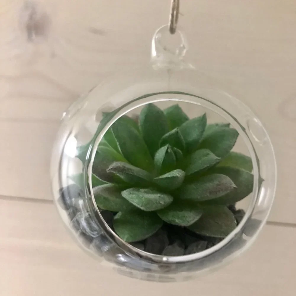 Set of 3 succulent terrariums - Picture 7 of 16